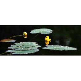 LILY PADS I